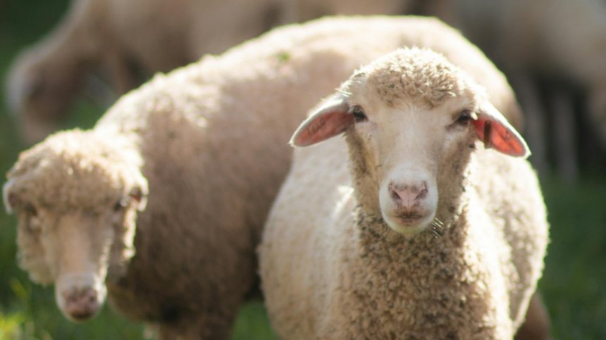 Животновъди и млекопреработватели спорят за ваксината срещу шарка