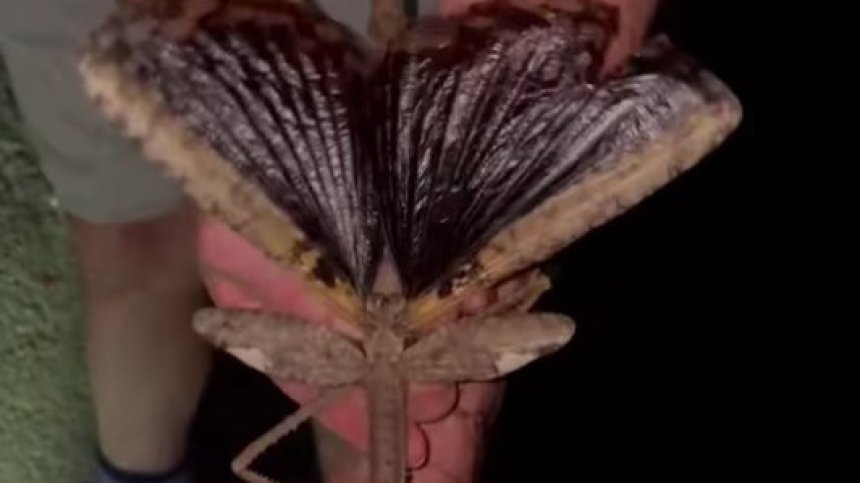 Открит е гигант сред насекомите: Нов вид надминава рекорда на австралийската хлебарка (+ВИДЕО)