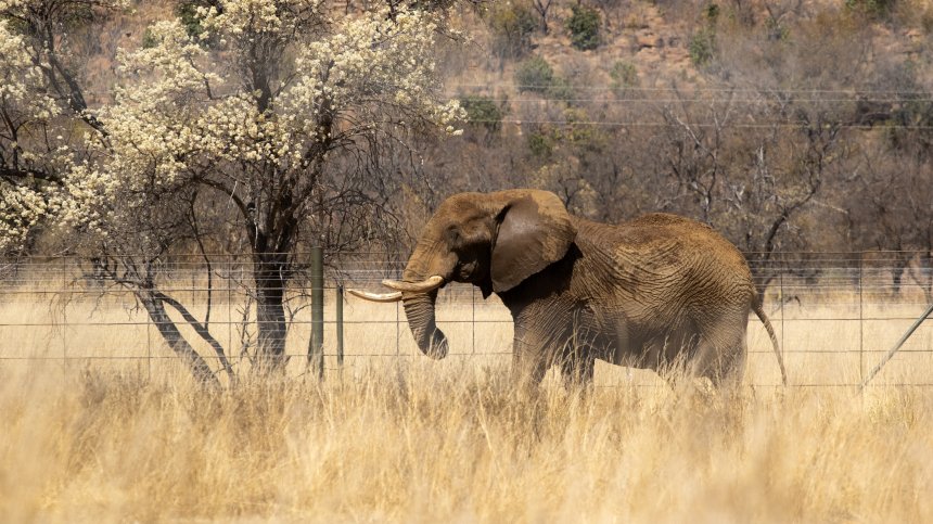 Зимбабве ще избие 200 слона, за да нахрани гладното си население