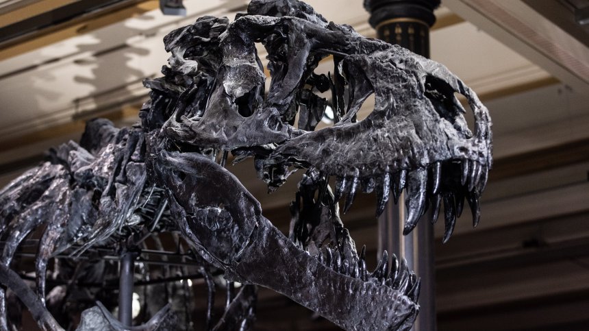 Продадоха скелет на тиранозавър за рекордните 31,8 млн. долара