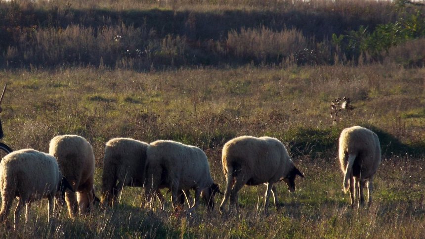 БАБХ ликвидира огнищата на шарка по овце и кози