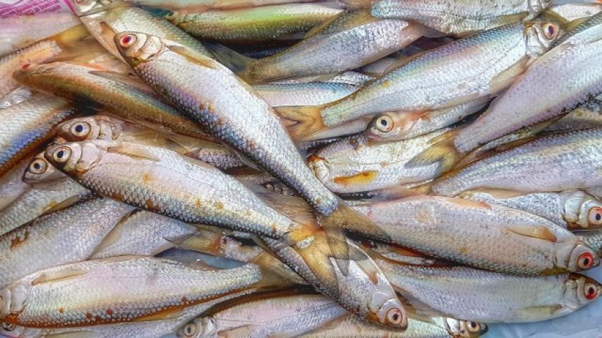 Фекални води изтребиха рибата в река Черна в Смолян