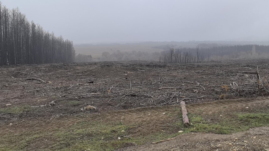 Голям пожар в Сакар планина в местността Радинчево