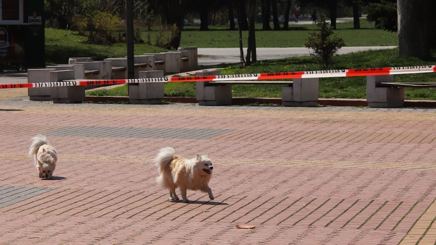 Питбул уби померан пред очите на бременната му стопанка в Южния парк в София