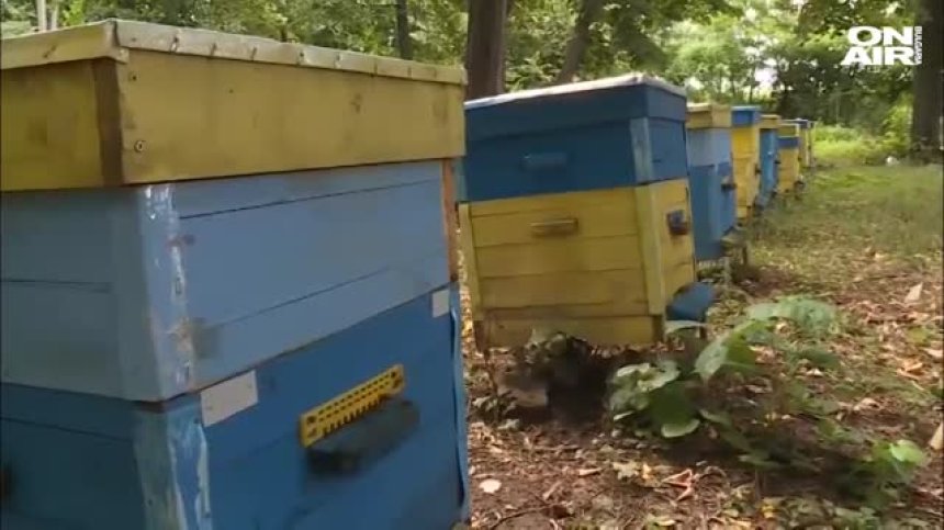 Пчеларите излизат на протест, искат спешни мерки и адекватна политика