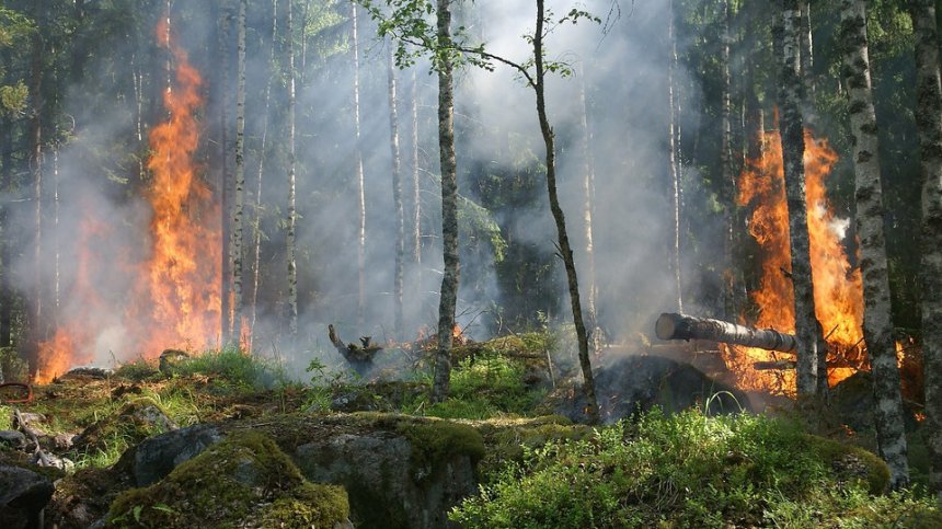 Овладян е пожарът в Странджа в района на Евренозово