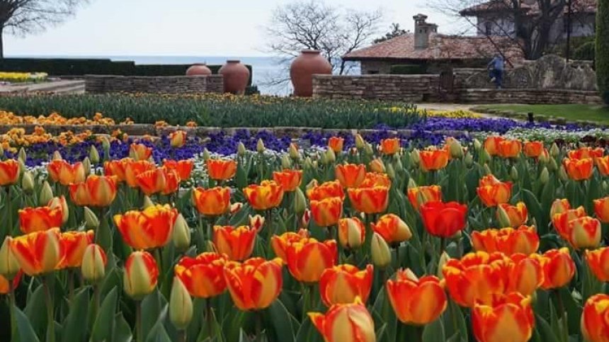 Над 90 вида лалета разцъфтяха в Балчик (+ГАЛЕРИЯ)