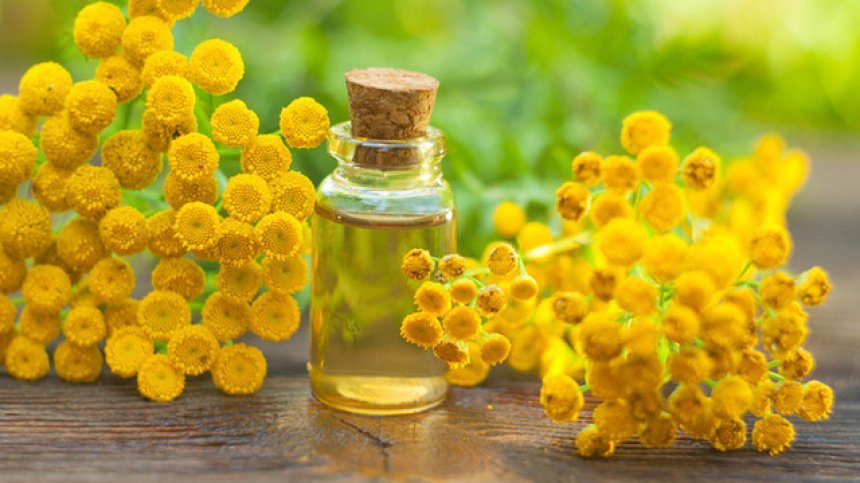 Невероятните ползи на маслото от синя вратига