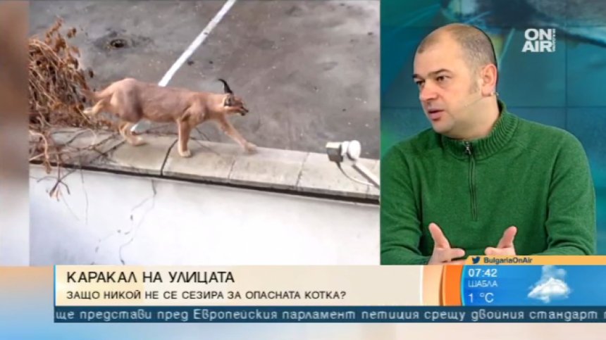 Каракал се разхожда по улиците в Пловдив. Чия е отговорността?