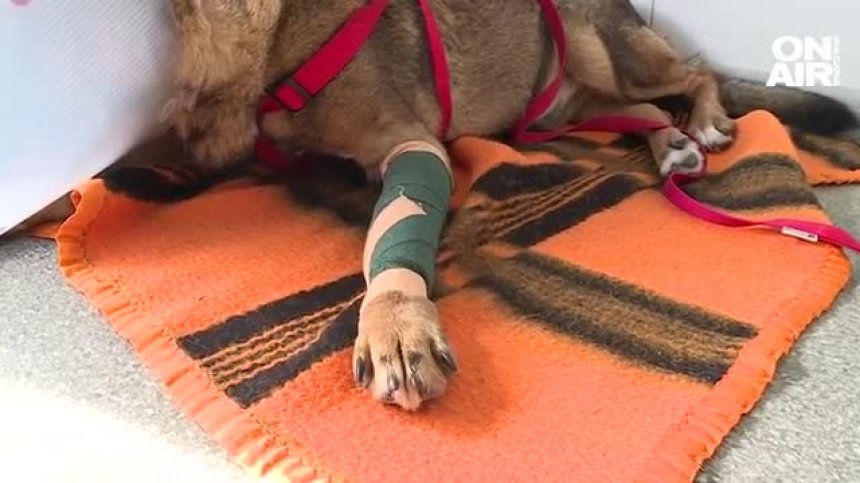 Съдът решава дали да остави в ареста мъжа, обвинен за насилие над куче