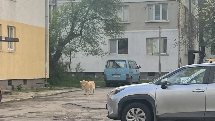 Сигнал от Helpbook: Куче без повод напада, стопанинът нехае 