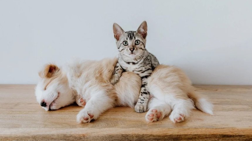 Над 100 кучета са били осиновени от общински приюти през юли в София