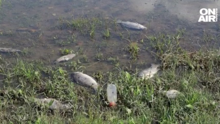 Няма отговор на въпроса защо тонове мъртва риба изплуваха в язовир "Студен кладенец"