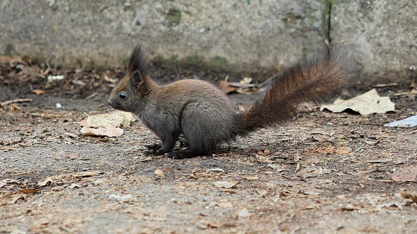 Защо Великобритания ограничава популацията на сиви катерици чрез контрацептиви?