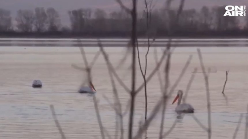 Хищник, необичаен за България, заплашва новото поколение пеликани в "Сребърна"
