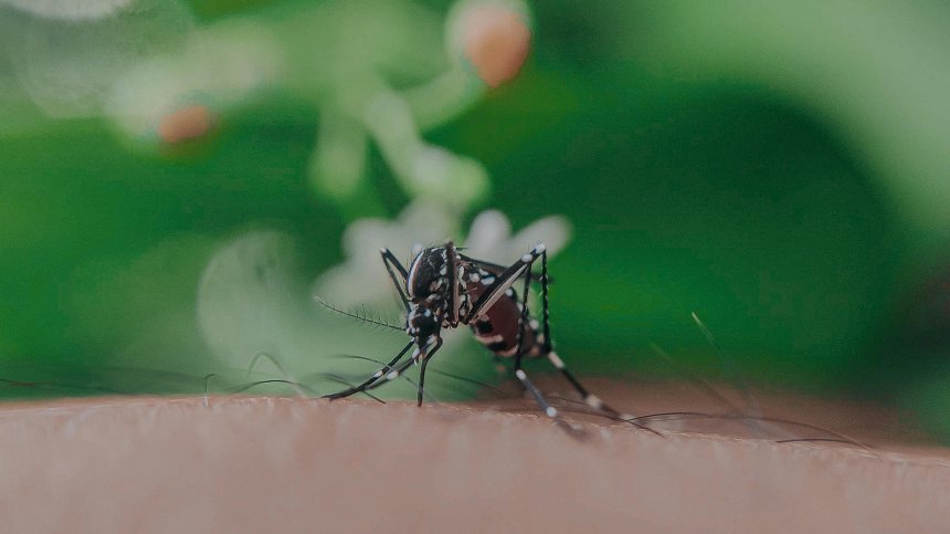 В Германия комарите също заразяват хора със западнонилска треска