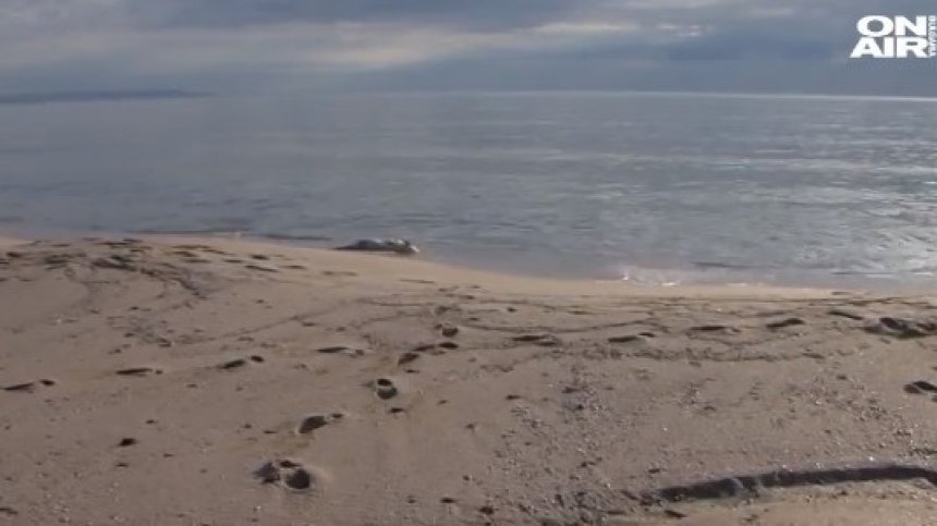 Откриха мъртви делфини на плаж Алепу