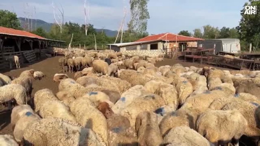 Унищожават стадо от 1000 овце в Шейново заради огнище от шарка