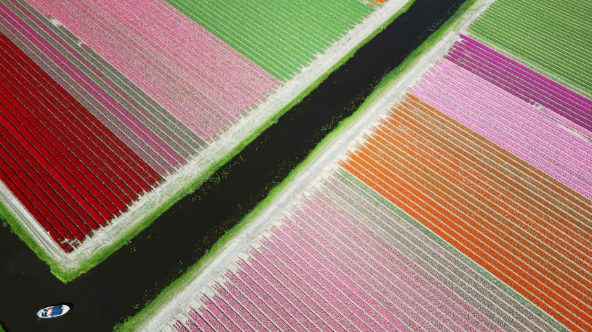 Цветни полета в Холандия (СНИМКИ)