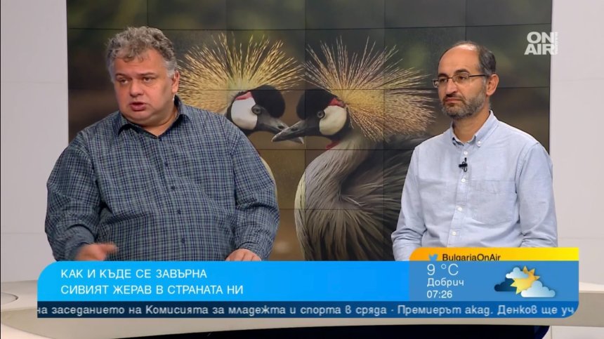 Сивият жерав се завърна в България, мисията да го опазим е обща
