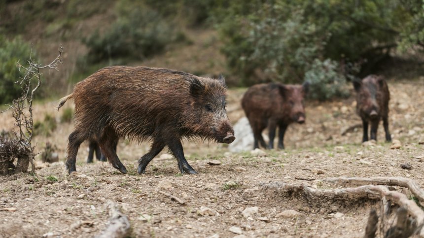 БАБХ: Ловците на диви прасета да предават проби за изследвания за АЧС и трихинелоза