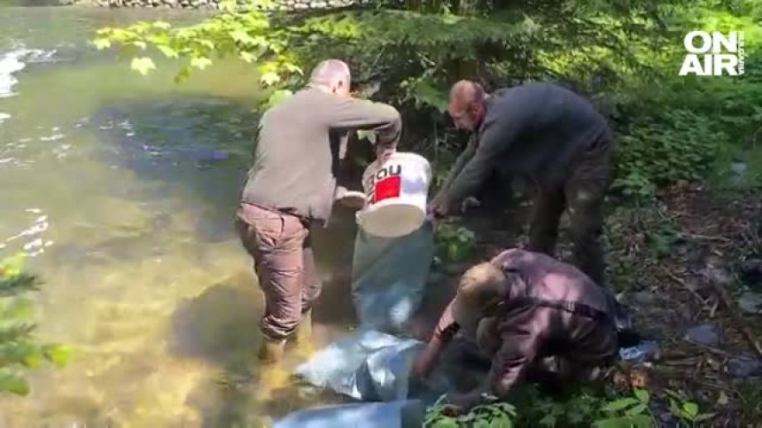Разселвят балканската пастърва в Югозападна България