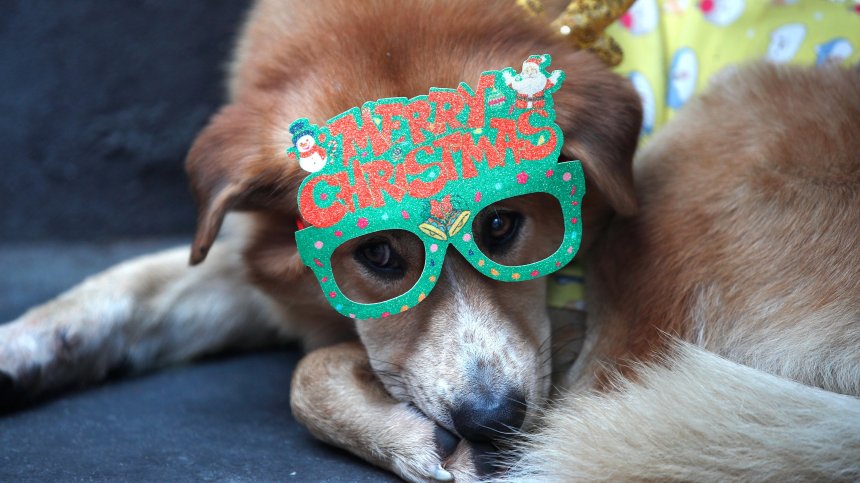 Светът в трескава подготовка за Коледа (СНИМКИ)