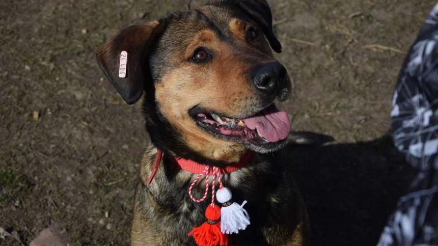 Кучета от приюта в село Горни Богров получиха мартеници за 1 март