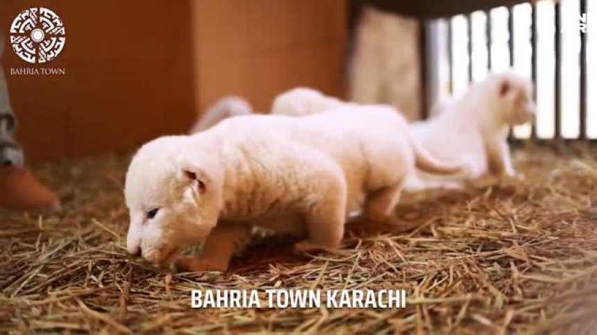 Уникални бели лъвчета се появиха на бял свят в Пакистан