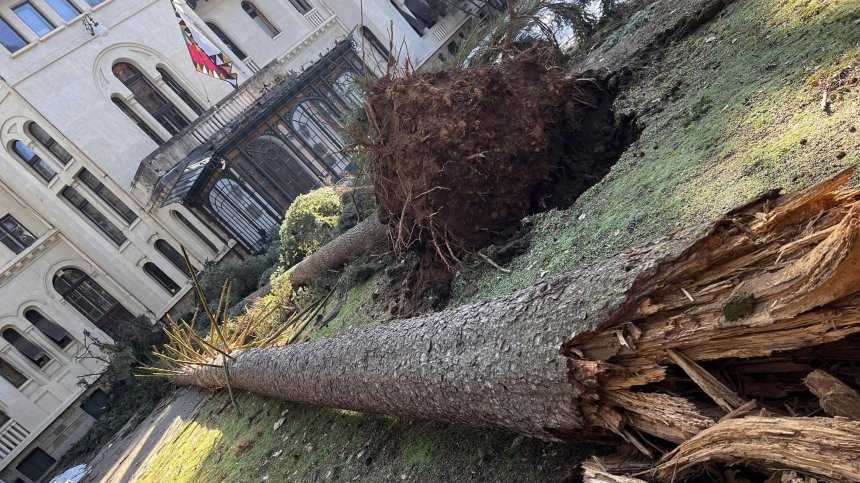 Огромни борове паднаха в дворцовия парк "Врана". Кой не си е свършил работата?