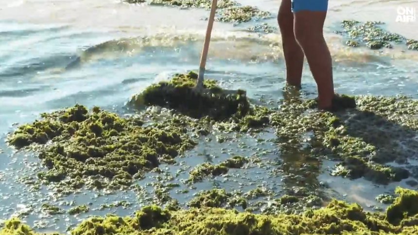 Тонове водорасли притесниха плажуващите по Южното Черноморие