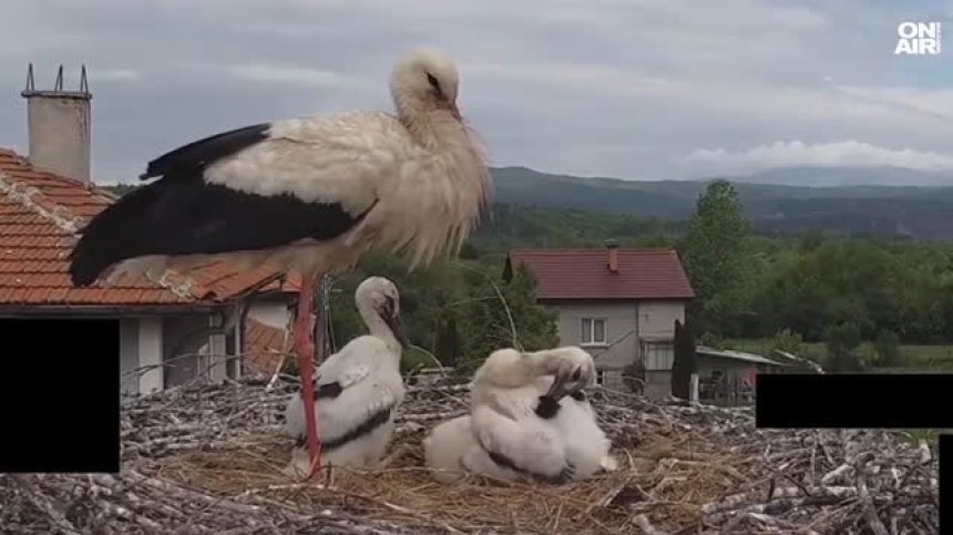 Поглед в ежедневието на любимите щъркели Драго и Драга, които отглеждат потомство (ВИДЕО)