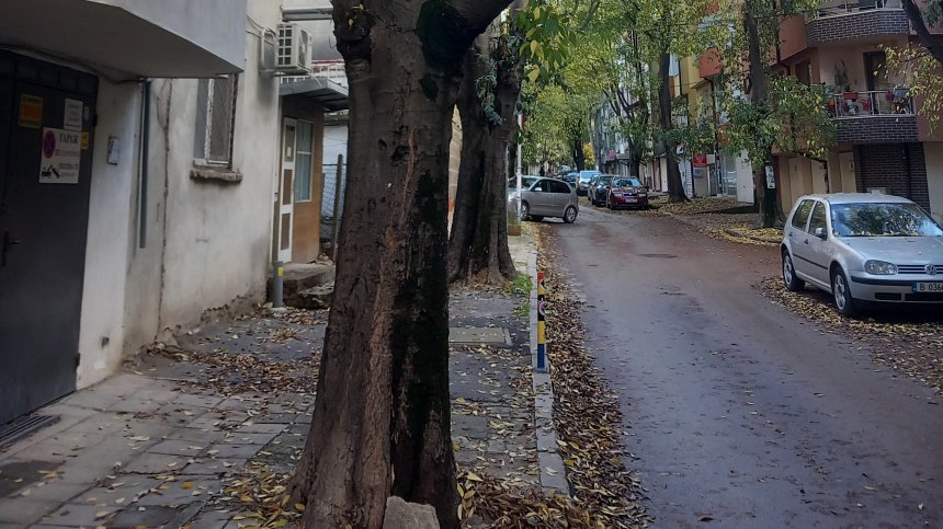 HelpBook: Сигнали за опасни и изсъхнали дървета 