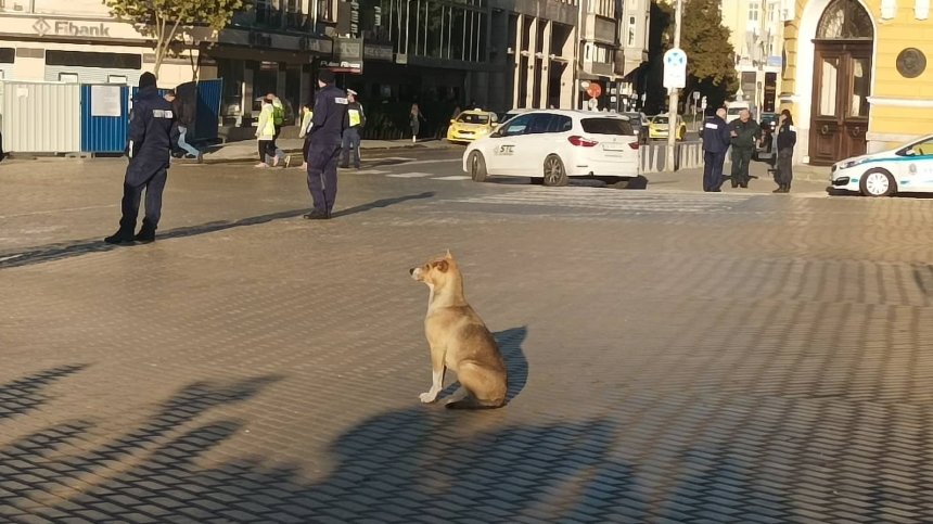 Бездомно куче и протести "за" и "против" Русия посрещнаха новите 240 депутати