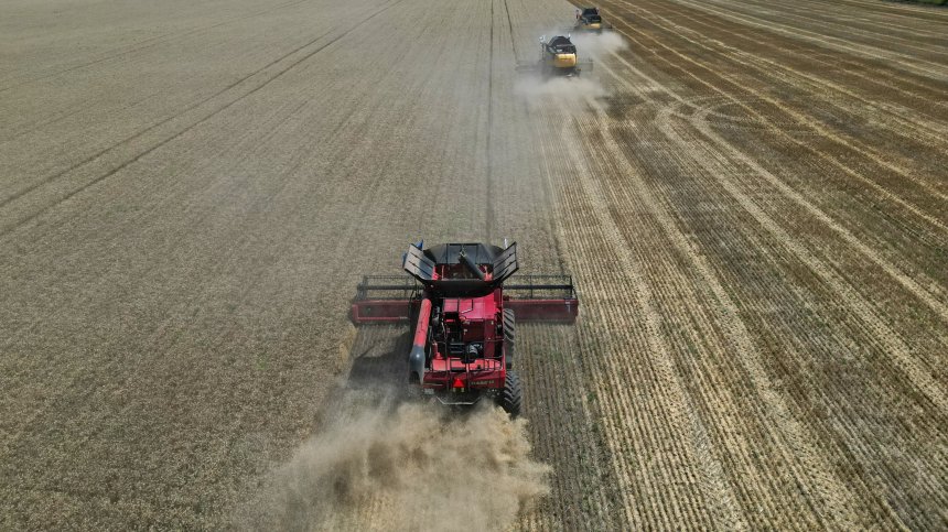 Световните цени на пшеницата остават стабилни, у нас има голямо търсене на фуражна