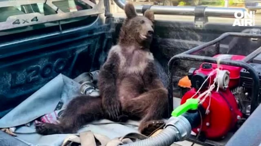 Мече се дрогира с "див мед" и полегна в багажника на пикап в Турция