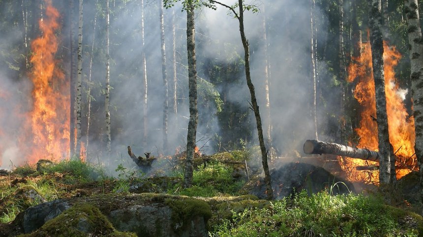 Остава в сила бедственото положение заради пожарите в Хасковско