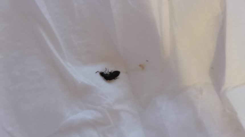 Helpbook: Поръчах храна от известна верига, в салатата имаше буболечка