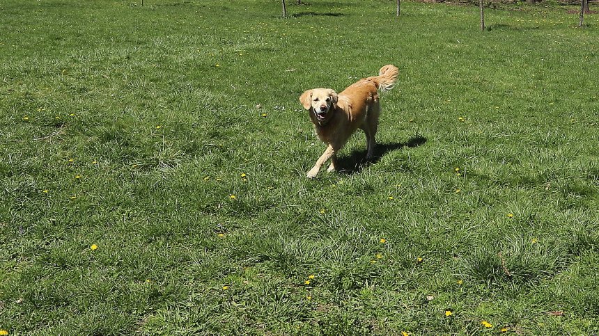 Свободно пуснати домашни кучета нападат хора в столични райони