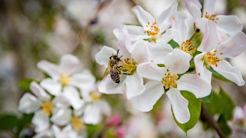 Късмет и промени за няколко зодии през април