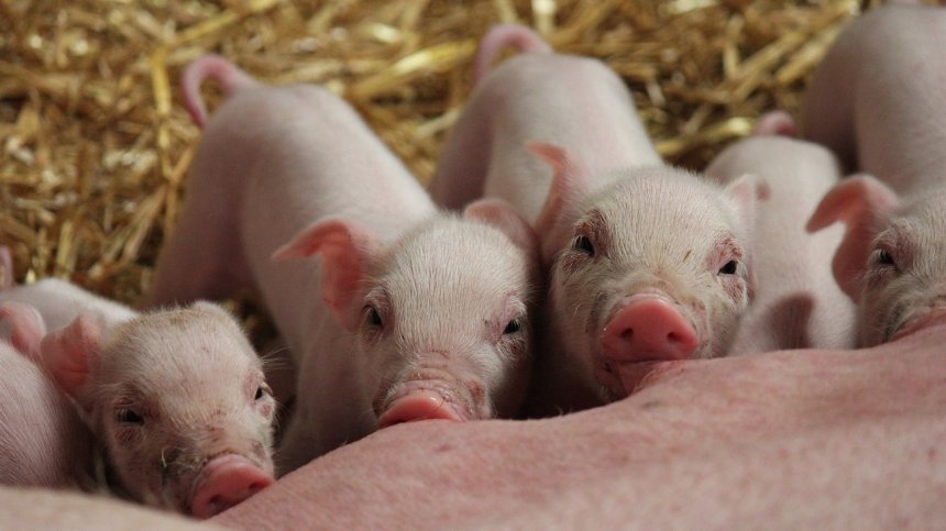 Самолет кацна извънредно заради 100 прасета на борда (+ВИДЕО)