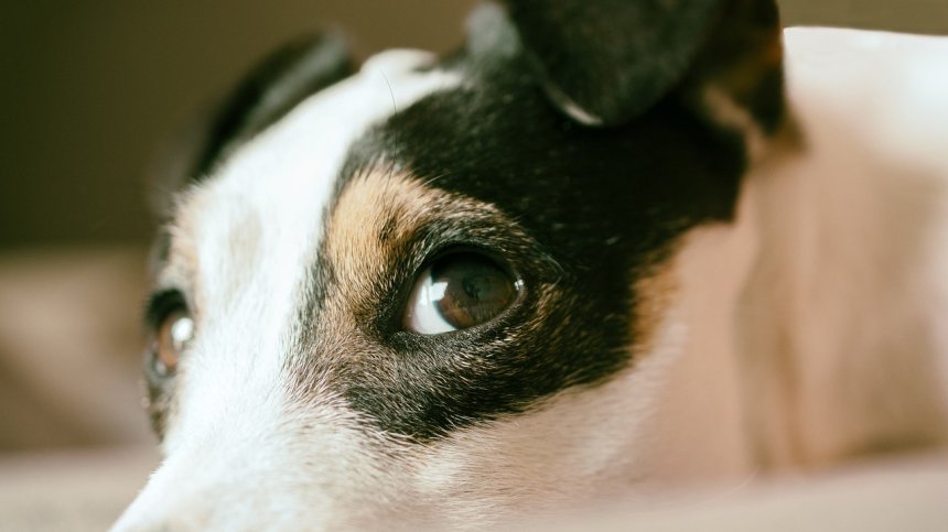 Стотици българи измъчват животни или провеждат боеве с тях (статистика)