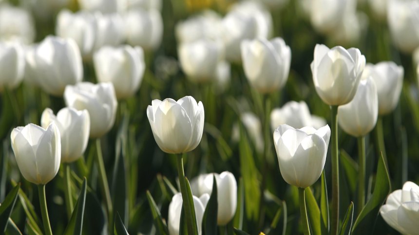 Как да привлечем късмета в деня на пролетното равноденствие