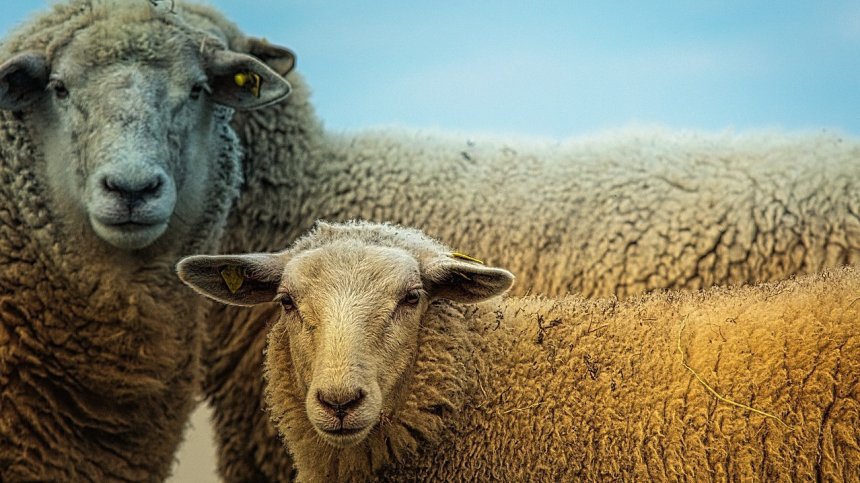 Гърция зове ЕК за помощ за справяне с чумата по животните - все по-близо до България?