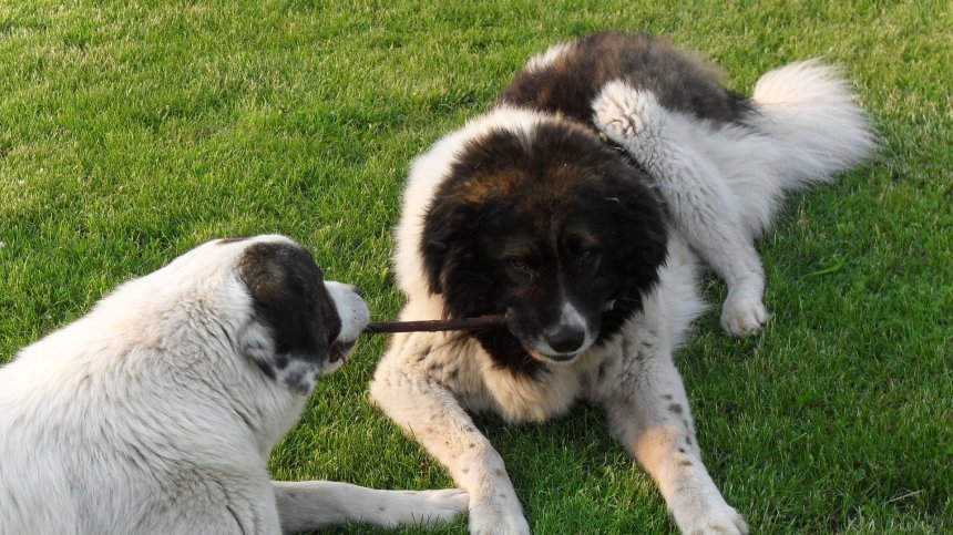 Куче нахапа жестоко дете във видинско село, задържаха стопанина му