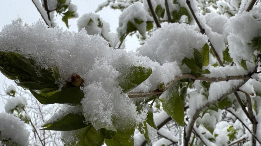 В Сливенско спасяват с огън овошките от измръзване