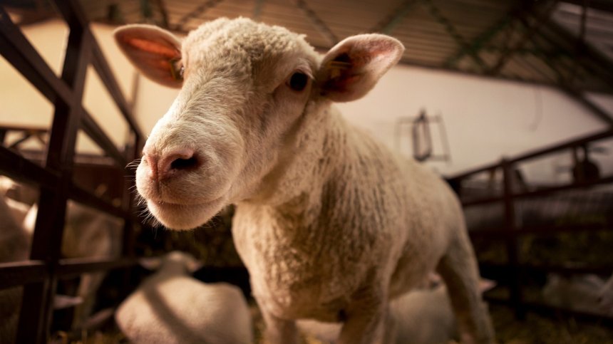 БАБХ със сигнал до прокуратурата заради разпространението на Меди-Висна