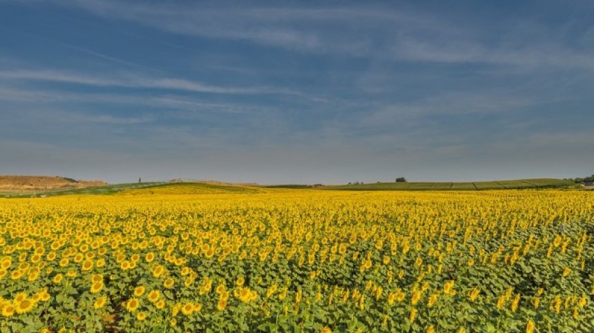 Изнасяме земеделски продукти за близо 5 млрд. евро годишно