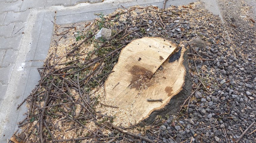 Helpbook: Законно ли се секат дървета в София?