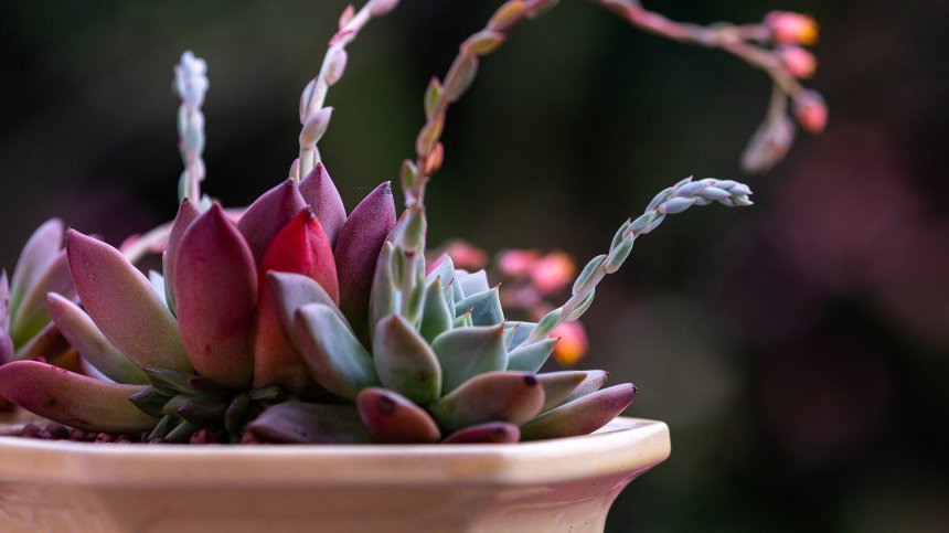 Учени от БАН изучават лечението на човешки коронавируси с каменен лотос